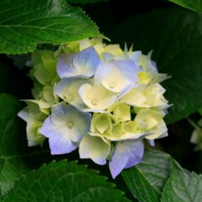 Madarchod11